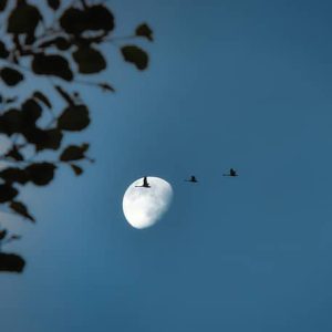 Module Natuur- en wandelcoaching (Begeleidingskunst)