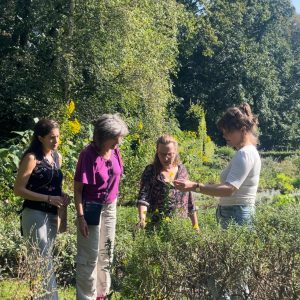 Proef de (Thee)tuin | 16 mei